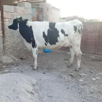 گاو گوساله.تلیسه