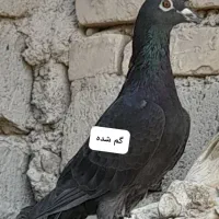 گمشده زاغ