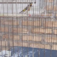 سهره وقناری|پرنده|کرمانشاه, |دیوار