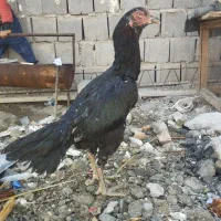 فروش مرغ نجات دار و زات خوب|حیوانات مزرعه|چاه ورز, |دیوار