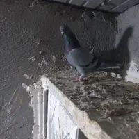 کبوتر همشون هم پرشی هم بازیدار|پرنده|اردبیل, |دیوار