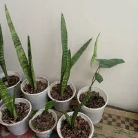 گل طبیعی قشنگ