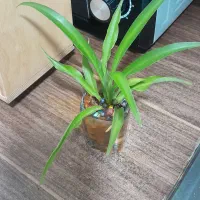 همه۸۵هزار|گل و گیاه طبیعی|کرمانشاه, |دیوار