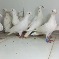 سار پرشی