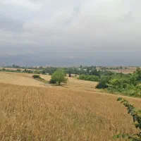 گیاهان دارویی