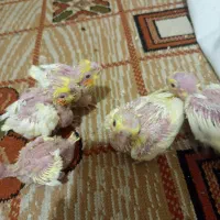 پرنده|پرنده|مشهد, کوی ولیعصر|دیوار