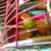 طوطی برزیلی