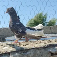 کبوتر دم سفید دهلران