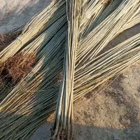 ارسال نهال صنــوبر ترکـیه از نهالستان معتبر