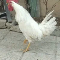 خروس خوشگل و سرحال