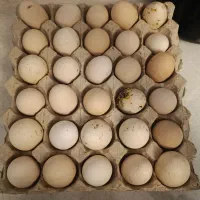 تخم مرغ  نطفه دار