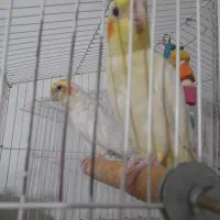 عروس|پرنده|سبزوار, امیر کبیر|دیوار