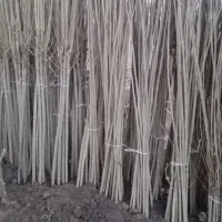 صنوبر نیگرا ترکیه