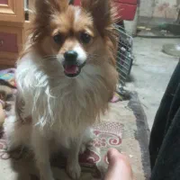 سگ پامیرین اشپبتز خیلی حرف گوش کن