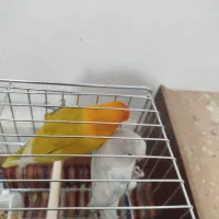 یک جفت طوطی برزیلی مولد|پرنده|الیگودرز, |دیوار