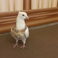 فروشی طوقی|پرنده|فیروزآباد (فارس), |دیوار