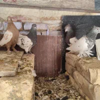 کله الماسی کله سیاه سینه زرد ماده سوسکی پلاکی