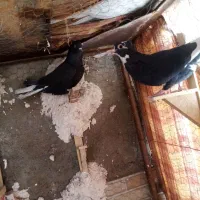 ۴ عدد ماده دم سفید و پلنگ