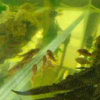 ماهی آکواریومی