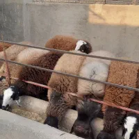 تعداد ۸ راس بره ماده  احتمالا آبستن