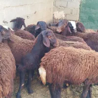 بره قورچ