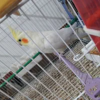 جفت عروس هلندی مولد روی تخم