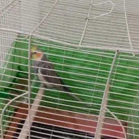 عروس هلندی نر سخنگو