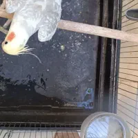 عروس هلندی دوکت پروانه|پرنده|شهریار, یوسف آباد صیرفی|دیوار