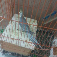 عروس معاوظه با کبوتر|پرنده|ایلخچی, |دیوار