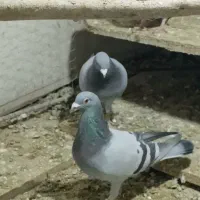 دبرگاچب|پرنده|اردبیل, |دیوار