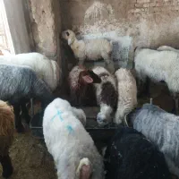 بره سبک نرو ماده