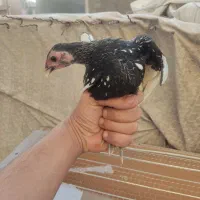 خروس سیبرایت رنگ سیلوروبلدرچین بالغ تخم گذارگوشتی|حیوانات مزرعه|تهران, امام زاده حسن|دیوار