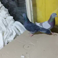 کبوتر پرشی.2عدد.نروماده.ازبلندی گرفتم|پرنده|تهران, مولوی|دیوار