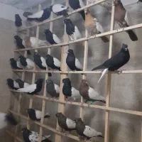 ماده رنگی همه خال جوان موجود|پرنده|مشهد, امیرآباد|دیوار