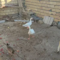 غاز|حیوانات مزرعه|بندر ماهشهر, |دیوار