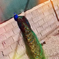 طاووس