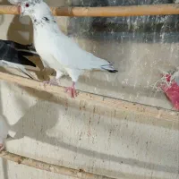 کفتر پرشی .|پرنده|آران و بیدگل, |دیوار