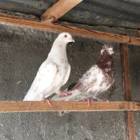 کبوتر پرشی