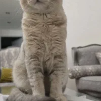 بریتیش ۱۸ ماهه