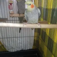 عروس هلندی|پرنده|رباط‌کریم, شترخوار|دیوار