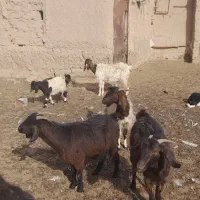 فروش بز آبستن|حیوانات مزرعه|شاهرود, |دیوار