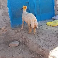 بره قوچ درجه یک وزن نزدیک 60کیلو