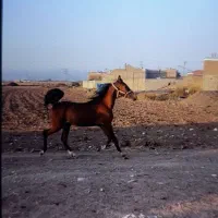 کره مادیان شجره دار