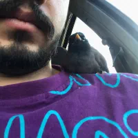 مرغ مینا دستی فول رام