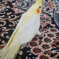 جوجه عروس سرلاکی