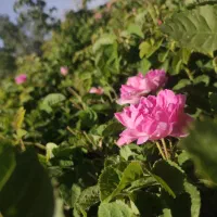 فروش زمین کشاورزی روستای ازوار کاشان|فروش دفتر صنعتی، کشاورزی، تجاری|برزک, |دیوار