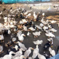 فروش اردک پکینی چهارماه ریز ودرشت|حیوانات مزرعه|شلمان, |دیوار