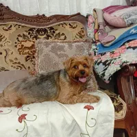 فروشی|سگ|کرج, حیدرآباد|دیوار