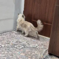 گربه پرشین|گربه|کاشمر, |دیوار