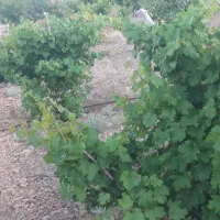 باغ|فروش دفتر صنعتی، کشاورزی، تجاری|تیران, |دیوار